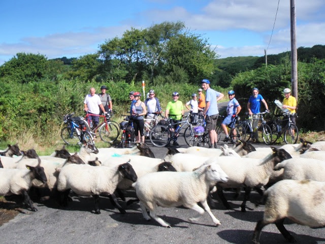 Sheep on Swiss Valley ride (18)
